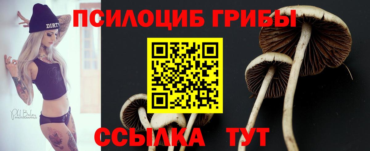 Всеволожск  Галлюциногенные грибы Psilocybe  Вход с VPN 